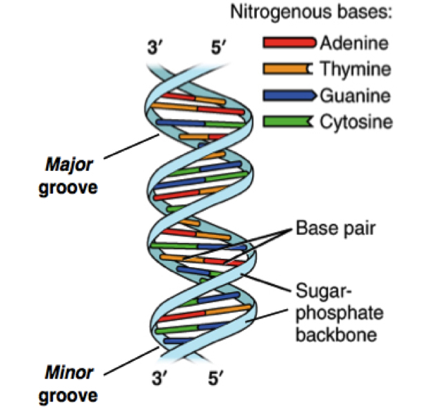 DNA Double Helix Labeled Diagram