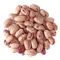 Cranberry bean raw