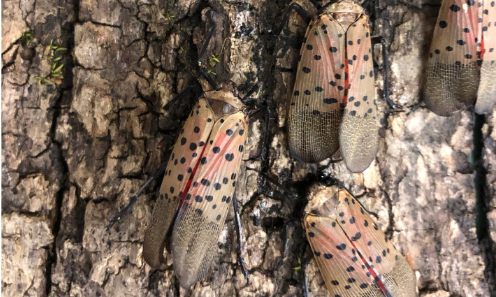 Spotted Lanternfly