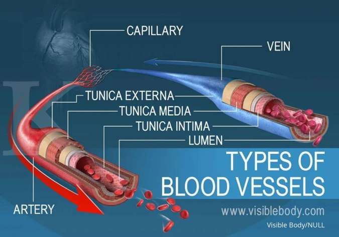 pembuluh darah manusia