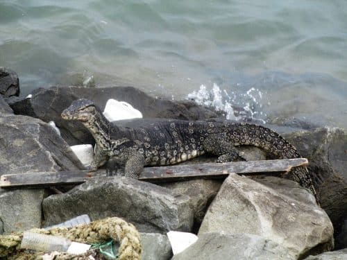 Borneo sepilok monitor lizard