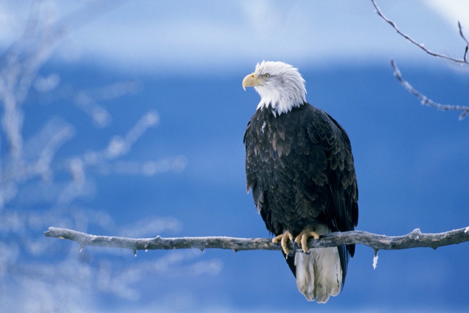 Bald eagle watching? ODNR experts say winter is the perfect time image.