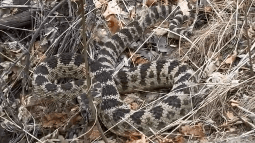 Image for story: Crews encountering massive rattlesnakes while battling Utah wildfire