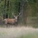 Le suivi d'un cerf, équipé d'un collier GPS, montre qu'après une année passée en Lozère, il 'est de retour pile-poil pour la saison du brame en Aveyron.