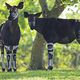 L'okapi est un animal protégé, il est classé en danger d'extinction.