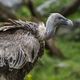 Les vautours sont de plus en plus nombreux à rôder autour des troupeaux en Aveyron. Le 22 septembre dernier pour la première fois, l'un d'entre eux a attqué une vieille dame dans son jardin à Verrières (12).