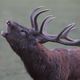 Le brâme du cerf a lieu de septembre à mi-octobre.