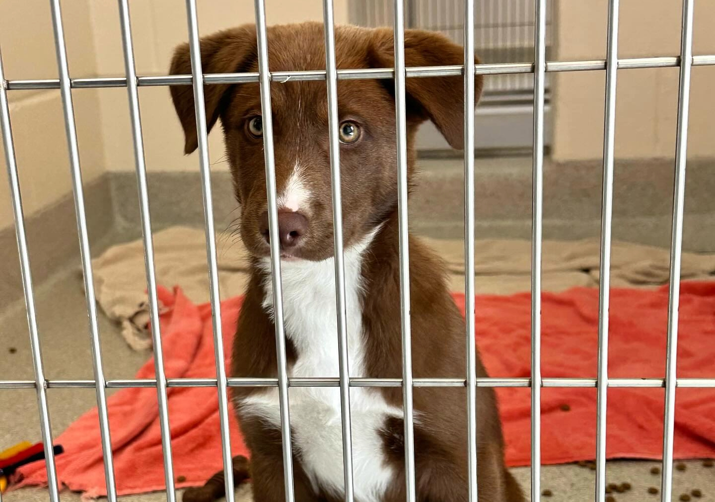 Williamson County Animal Center Dog in Kennel