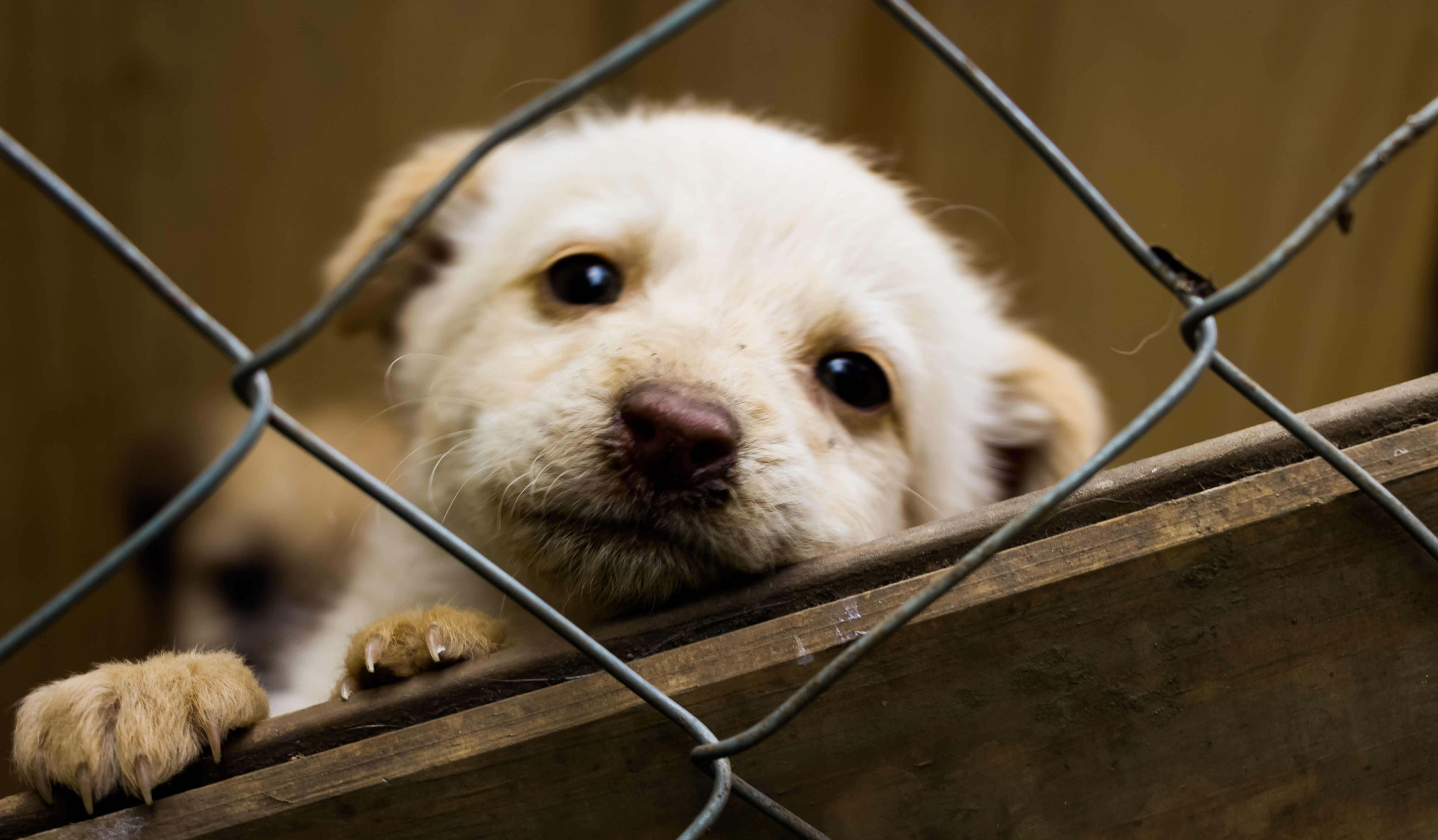 Williamson County Animal Center Pet Adoption