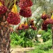 Date palms in northern Israel