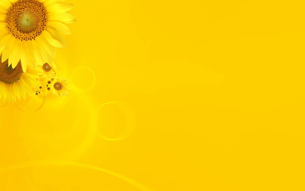 Yellow sunflower background HD picture