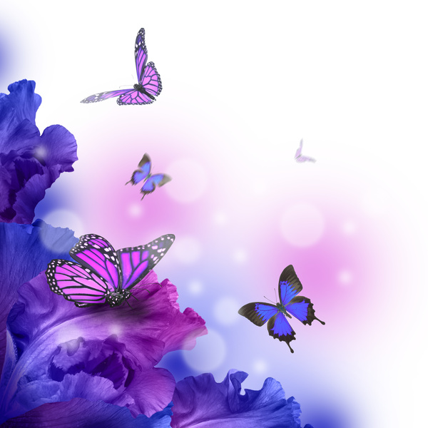 Background butterfly HD picture 03 free download