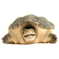 Snapping Turtle PNG Category