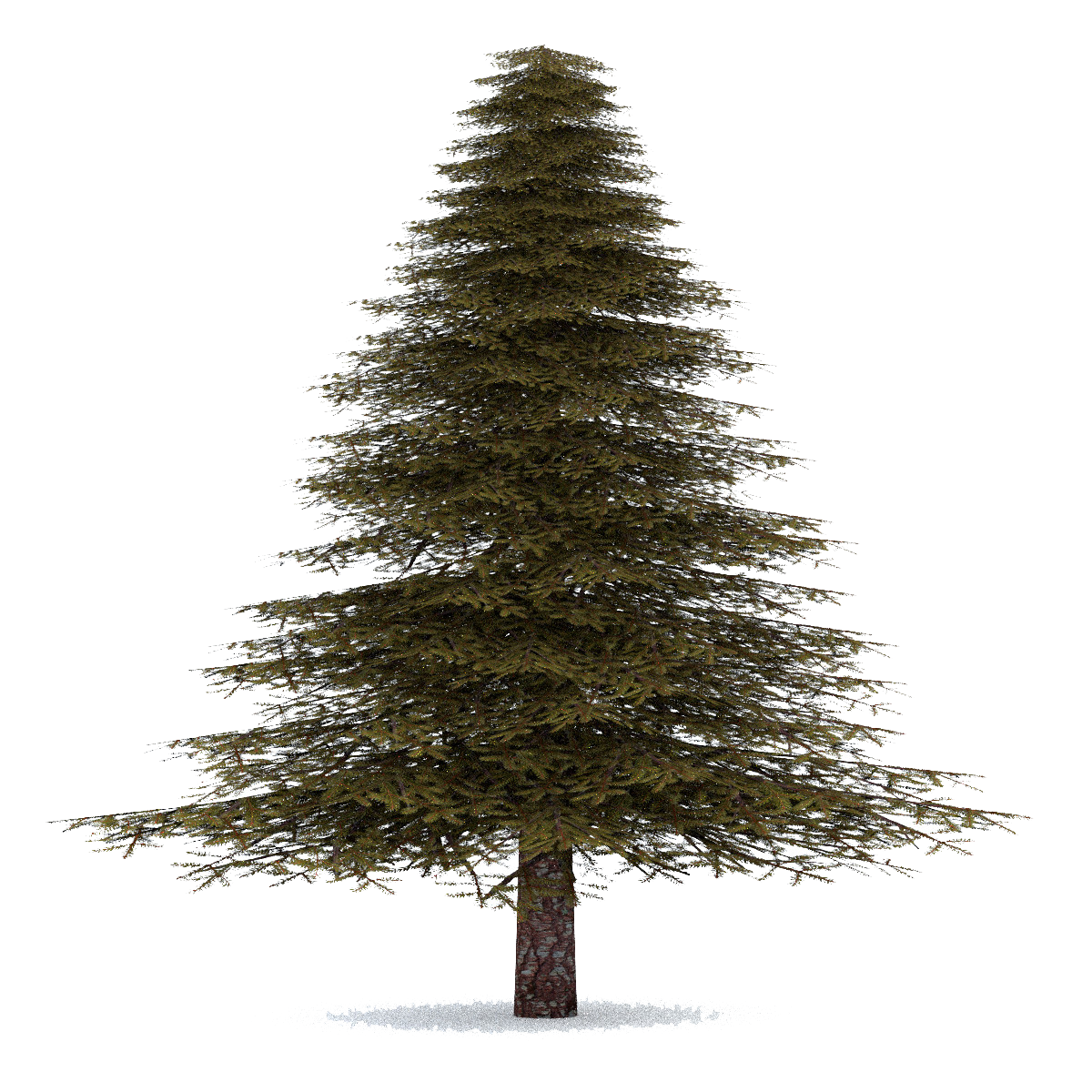 Fir-Tree Transparent Transparent PNG Image