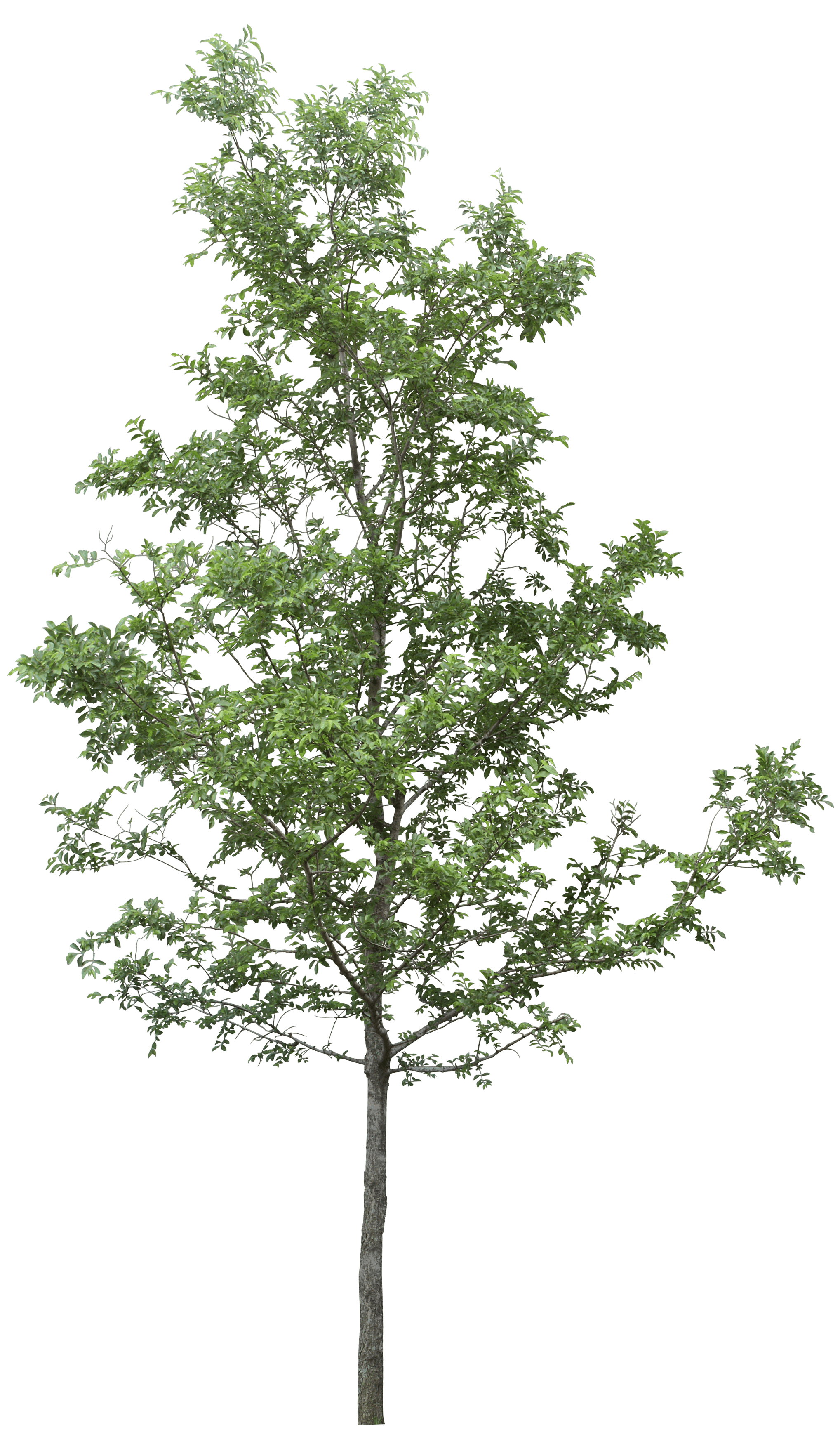 Tree Png Image Transparent Hq Png Download Freepngimg – NBKomputer