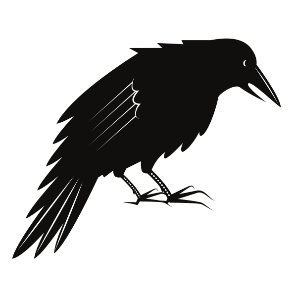 Black crow bird