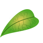 Meaty green leaf