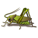 Green cricket