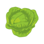 Green cabbage