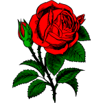 Red rose