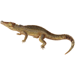 Cuban crocodile