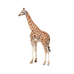 giraffe girafe girraffe