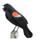 Red Winged Blackbird