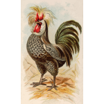 Houdan rooster