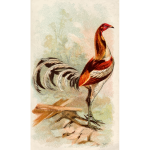 Tall rooster