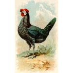 Black Spanish hen