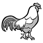 Black and white image of a chicken