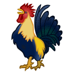 Colorful cock