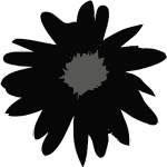 Daisy in black color