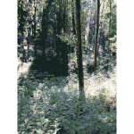 Lichtscheid Forest Again 1 2015071506