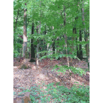 Lichtscheid Forest Again 1 2015071547