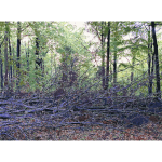 Lichtscheid Forest Again 2015071535