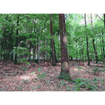 Lichtscheid Forest Again 3 2015071547