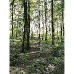 Lichtscheid Forest Again 5 2015071534