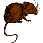 Mouse 1