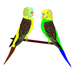 Parakeets Illustration