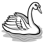 Swan with part spotty feathers in water vector image