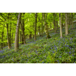 Surreal Flowery Forest