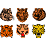 Tiger heads