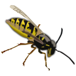 Wasp drawing