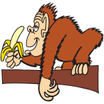 Ape eating banana