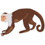 Capuchin