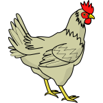 Drawing of poultry bird