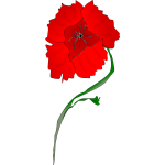 Red poppy flower