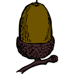 acorn