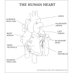 Vector image of the human heart